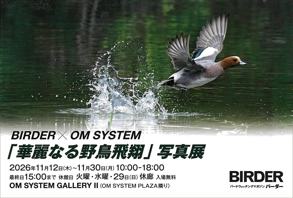 BIRDER × OM SYSTEM「華麗なる野鳥飛翔」写真展（11/12〜）