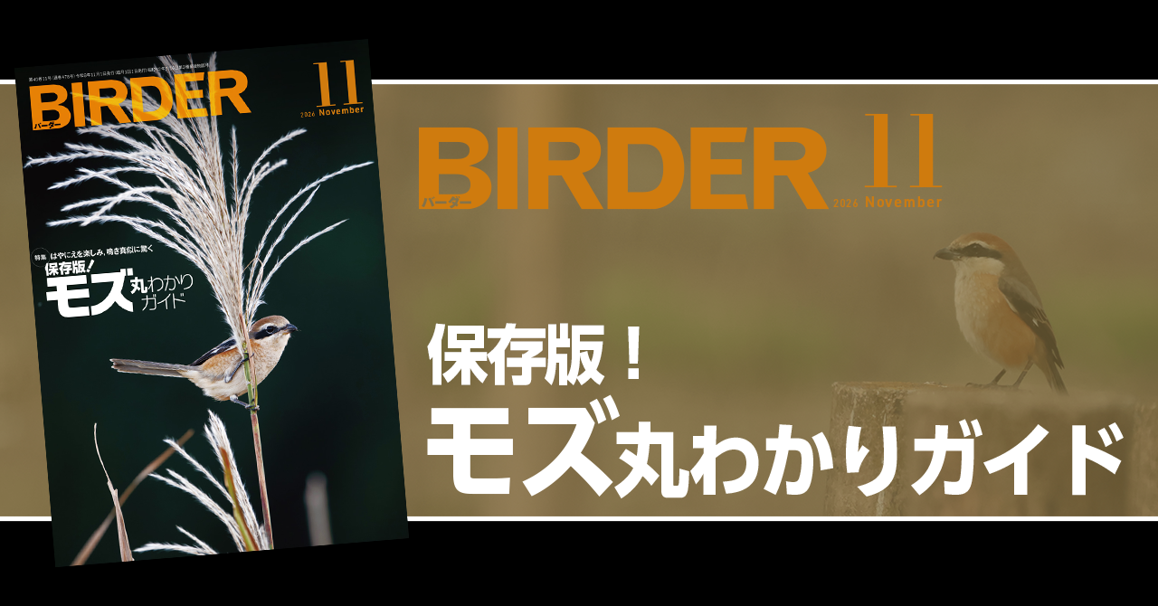 BIRDER11月号の見どころ